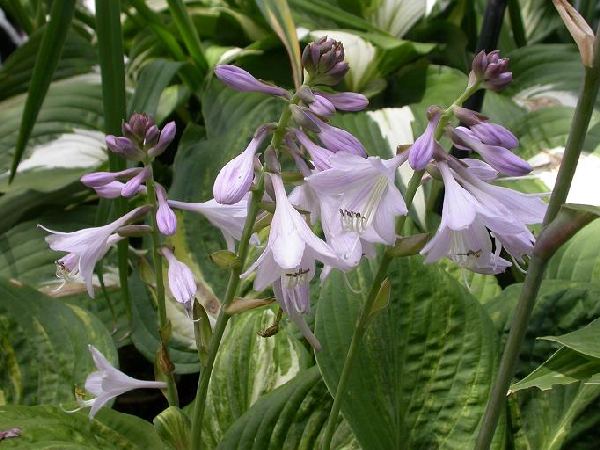 Hosta 'Galaxy'