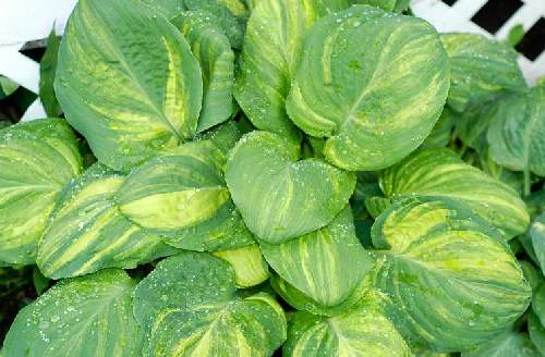 Hosta 'Galaxy'