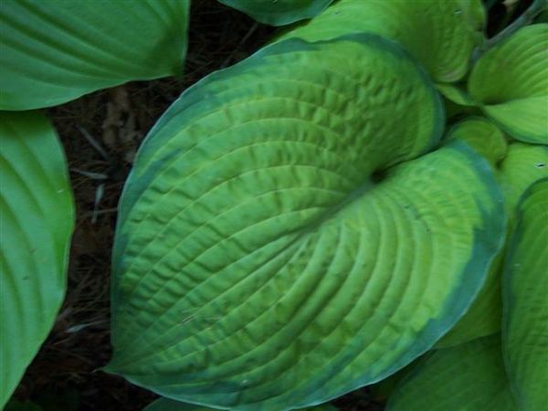 Hosta 'Garden Party'