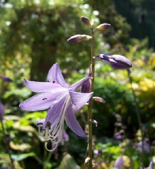 Hosta 'Geisha' (Ani Machi)