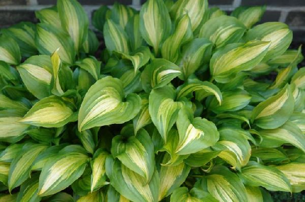 Hosta 'Geisha' (Ani Machi)