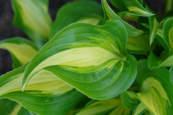 Hosta 'Geisha' (Ani Machi)