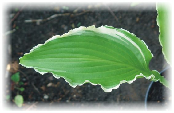 Hosta 'Ginsu Knife'
