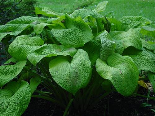 Hosta 'Golden Sculpture'