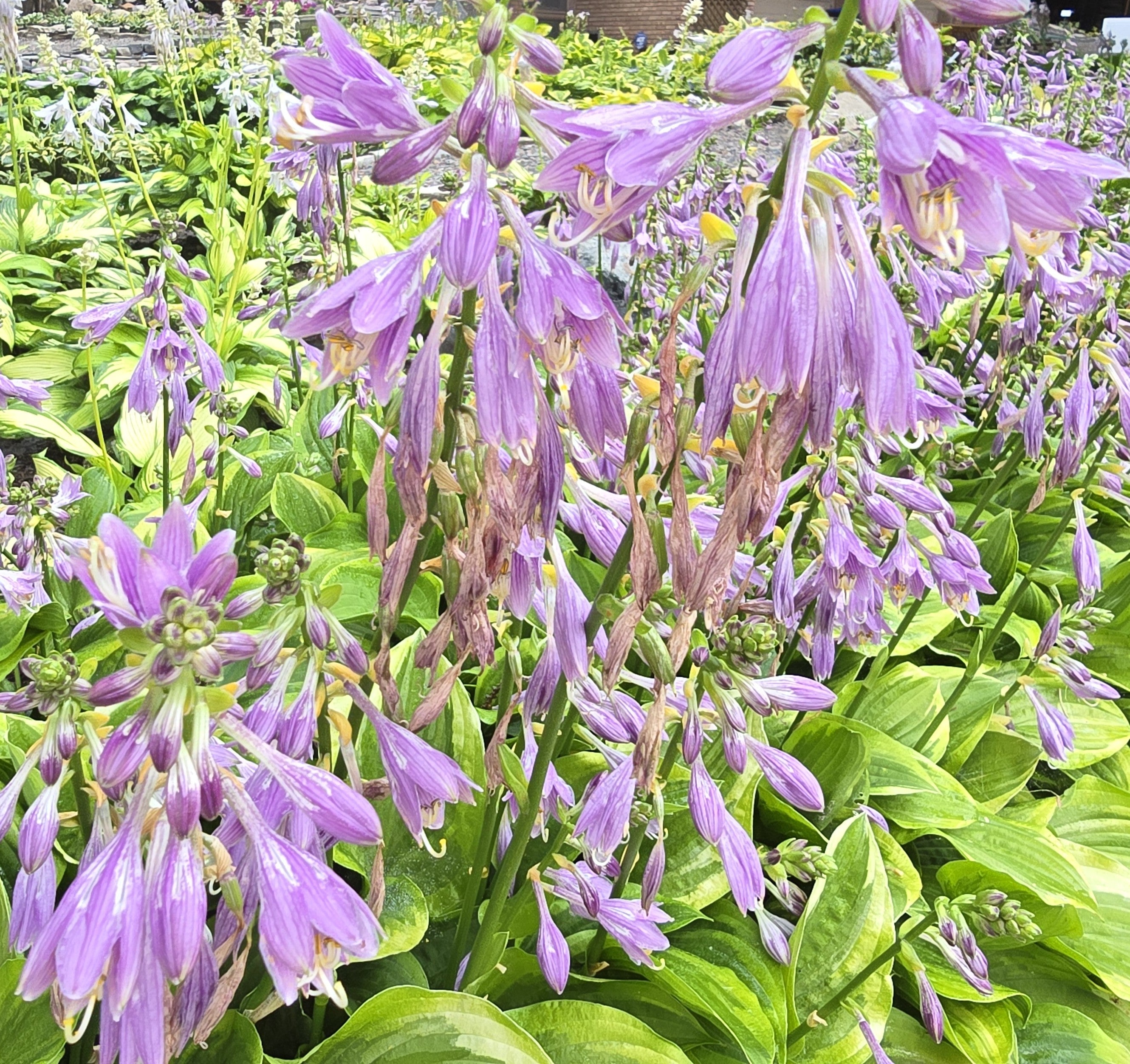 Hosta 'Golden Tiara'
