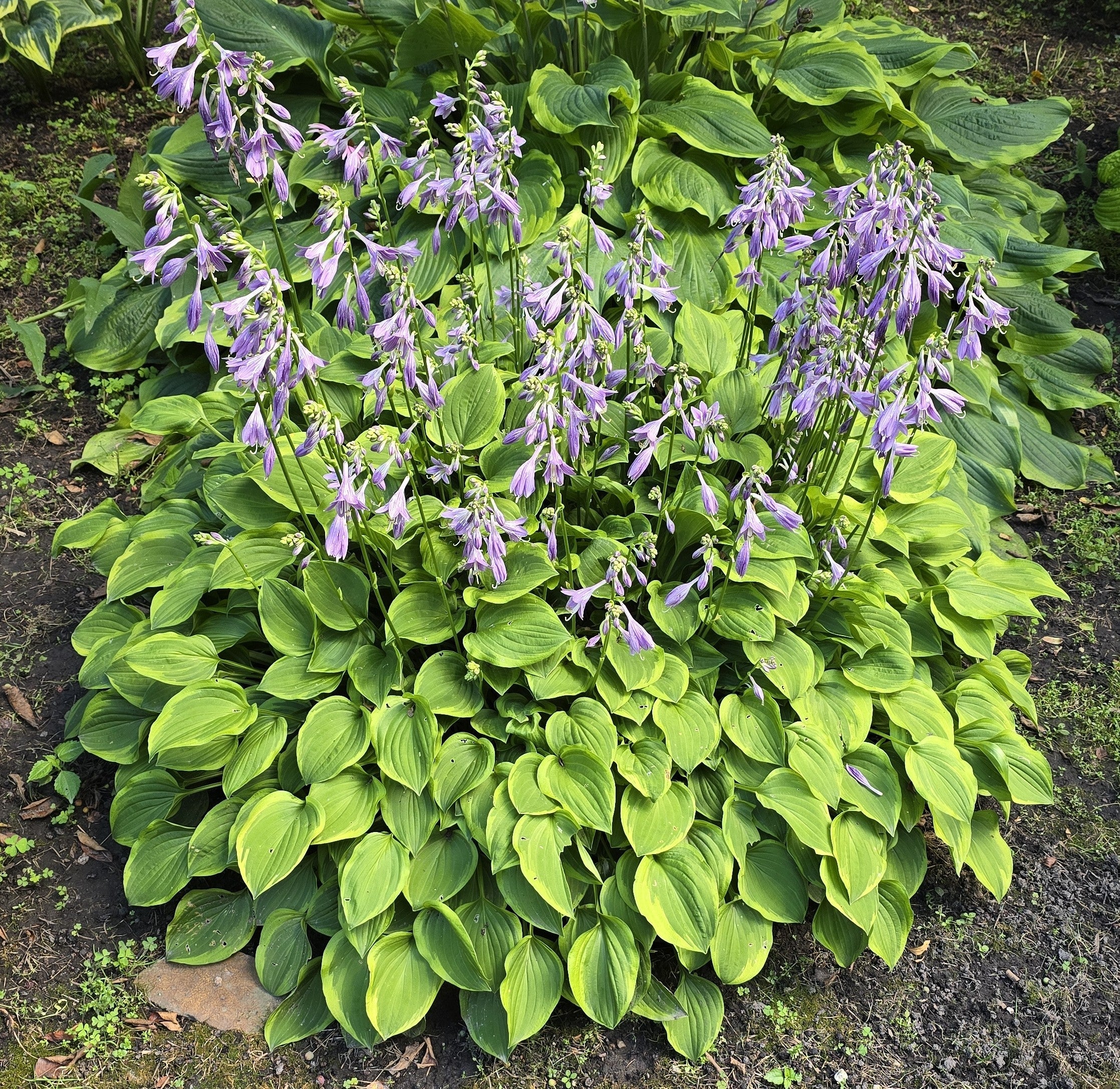 Hosta 'Golden Tiara'