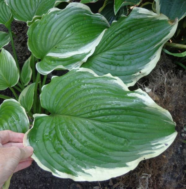 Hosta 'Gone with the Wind'