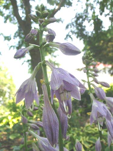Hosta 'Grand Tiara'