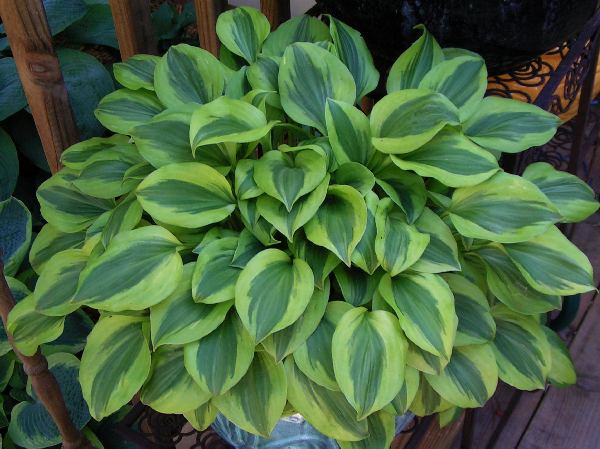 Hosta 'Grand Tiara'