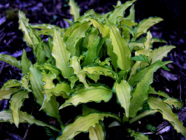 Hosta 'Green Eyes'