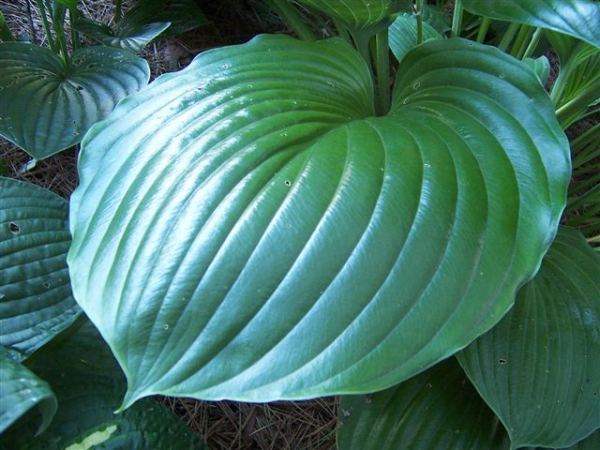 Hosta 'Green Sheen'