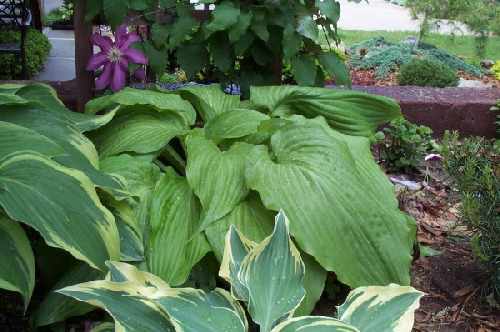 Hosta 'Green Velveteen'