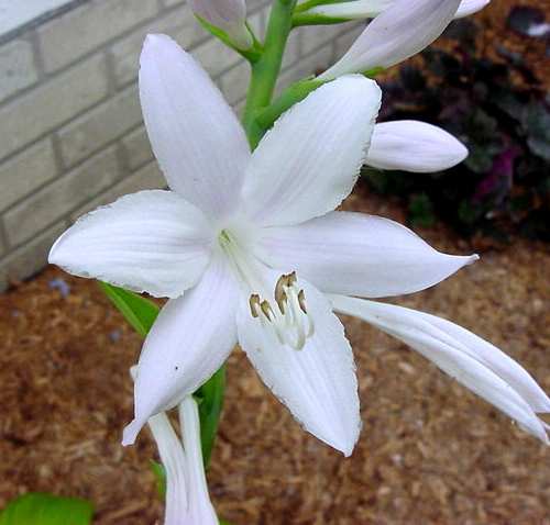 Hosta 'Guacamole'