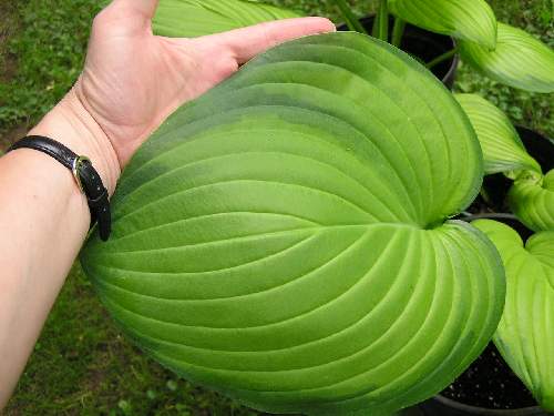 Hosta 'Guacamole'