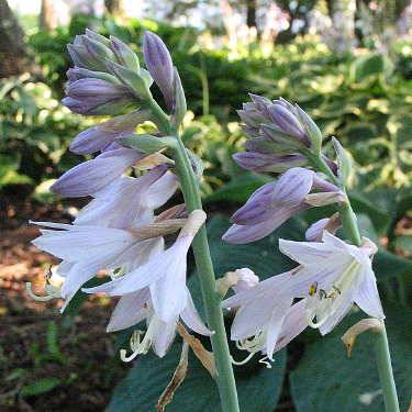 Hosta 'Gypsy Rose'