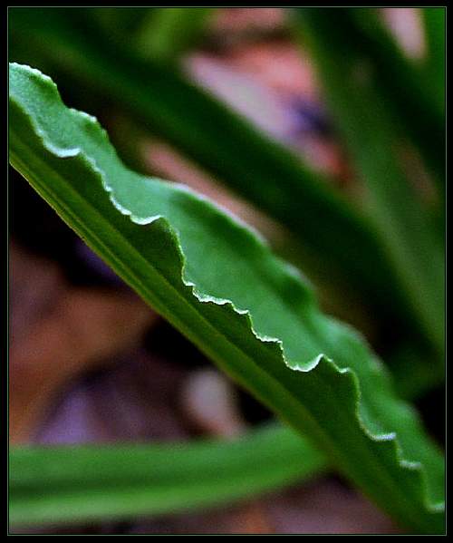 Hosta 'Hacksaw'