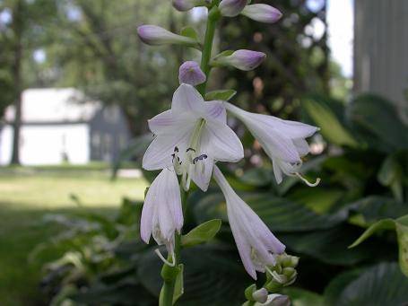 Hosta 'Hadspen Blue'