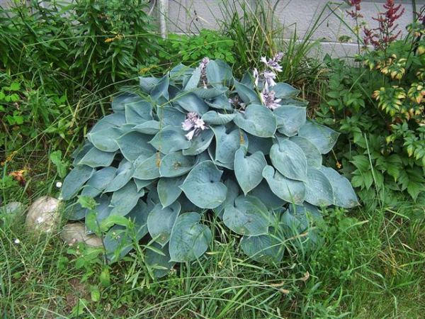 Hosta 'Hadspen Blue'