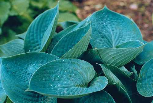 Hosta 'Hadspen Blue'