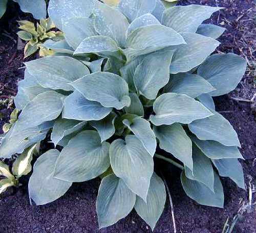 Hosta 'Halcyon'