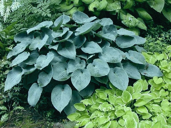 Hosta 'Halcyon'