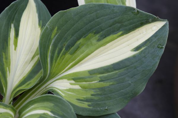 Hosta 'Half and Half'