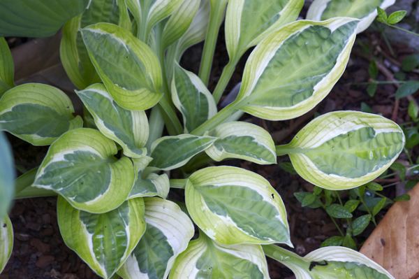 Hosta 'Hanky Panky'