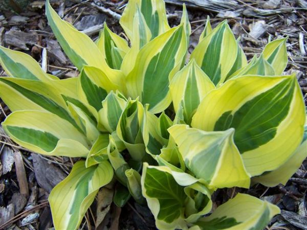 Hosta 'Hanky Panky'