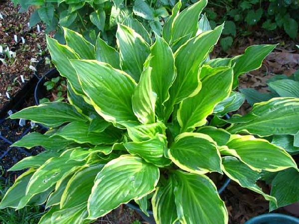 Hosta 'Harpoon'