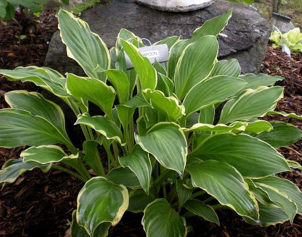 Hosta 'Harpoon'