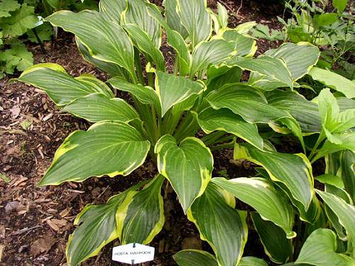Hosta 'Harpoon'
