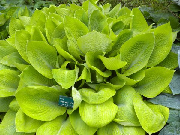 Hosta 'Harriette Ward'