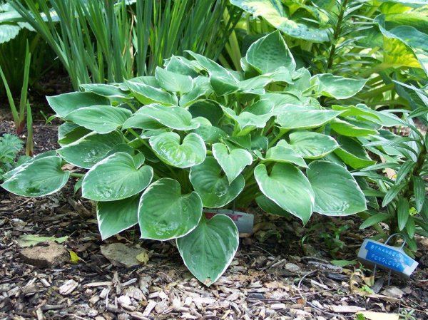 Hosta 'Heartsong'