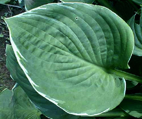 Hosta 'Heartsong'