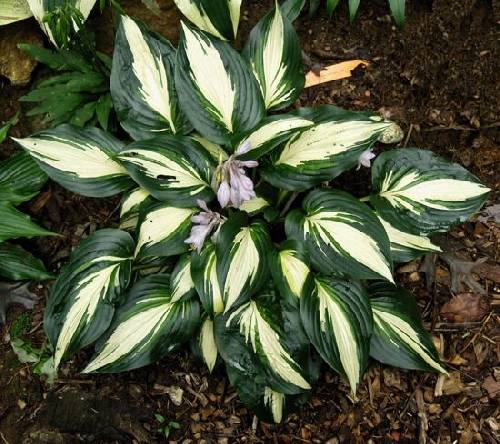 Hosta 'High Society'