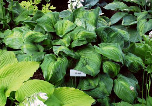 Hosta 'Holy Mole'