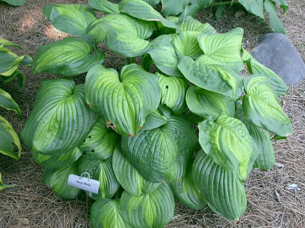 Hosta 'Holy Mole'