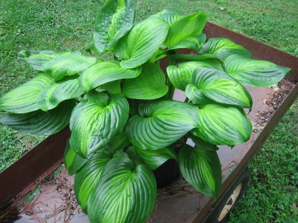 Hosta 'Holy Mole'
