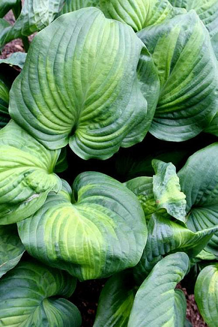 Hosta 'Holy Mole'