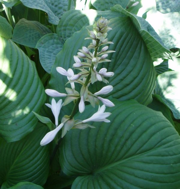Hosta 'Hoosier Dome'