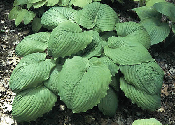 Hosta 'Hoosier Dome'