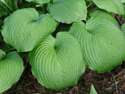 Hosta 'Hoosier Dome'