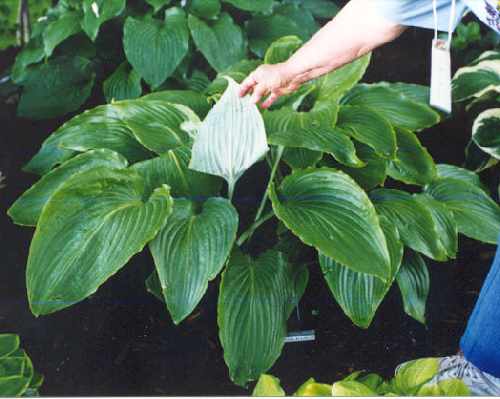 Hosta 'hypoleuca'