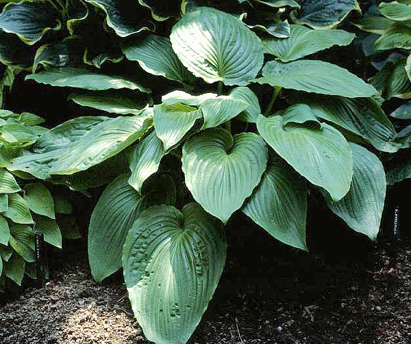 Hosta 'hypoleuca'