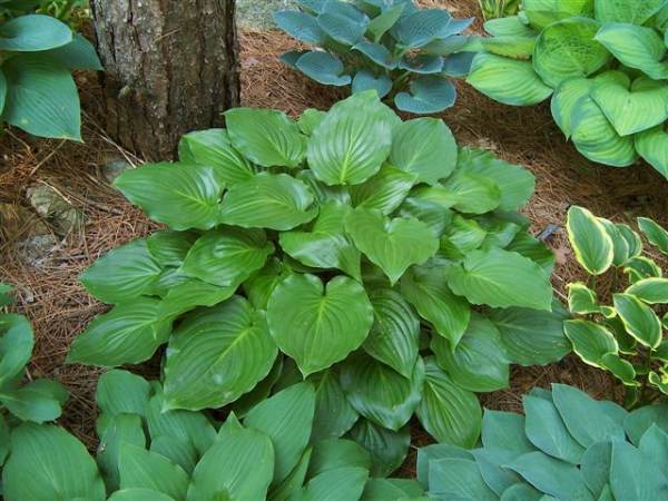 Hosta 'Invincible'