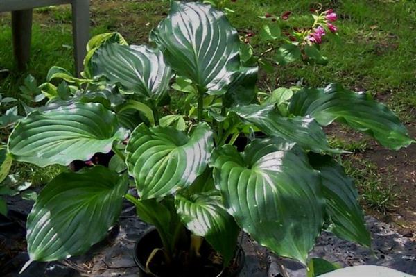 Hosta 'Irish Luck'
