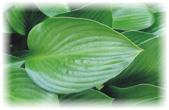 Hosta 'Joseph'