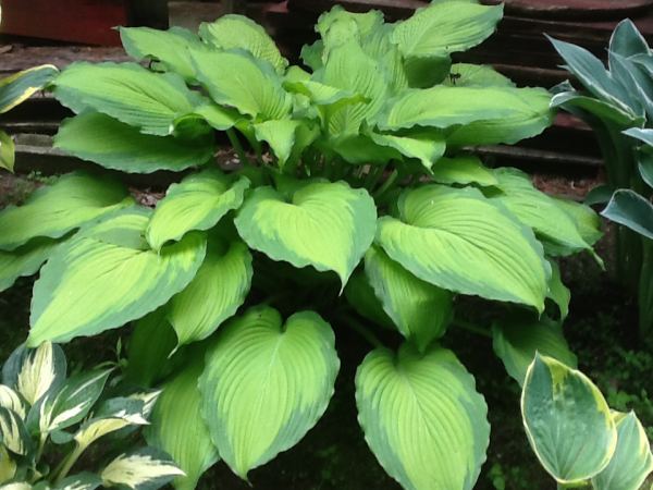 Hosta 'Journey's End'