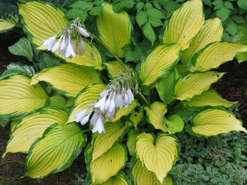 Hosta 'Journey's End'