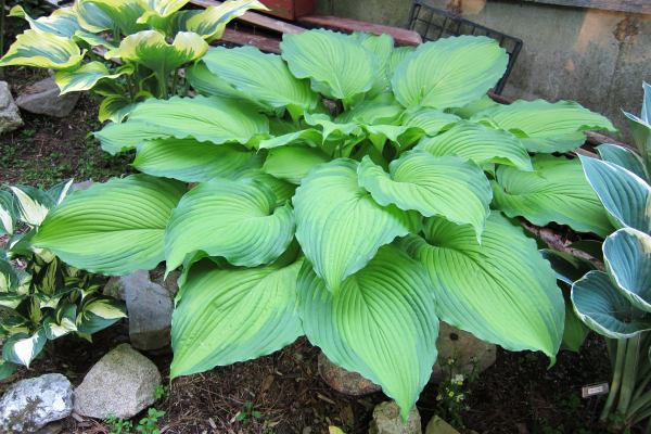 Hosta 'Journey's End'